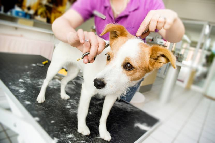 hund beim friseur