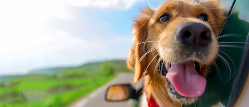 Hund in Auto dank Hunderampe