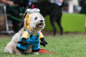 hund-minion-kostuem
