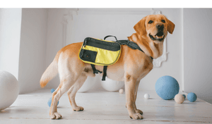Hund mit Tragehilfe