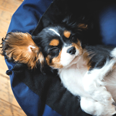Hundebett im Test & Vergleich: 2 klare Sieger! - heimwerker.de