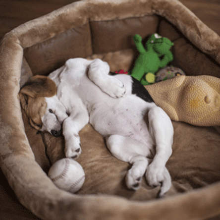 Hundebett im Test & Vergleich: 2 klare Sieger! - heimwerker.de
