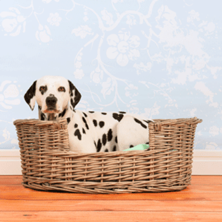 Hundebett im Test & Vergleich: 2 klare Sieger! - heimwerker.de
