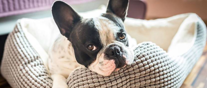 Hundebett selber machen