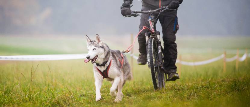 hundegeschirr test