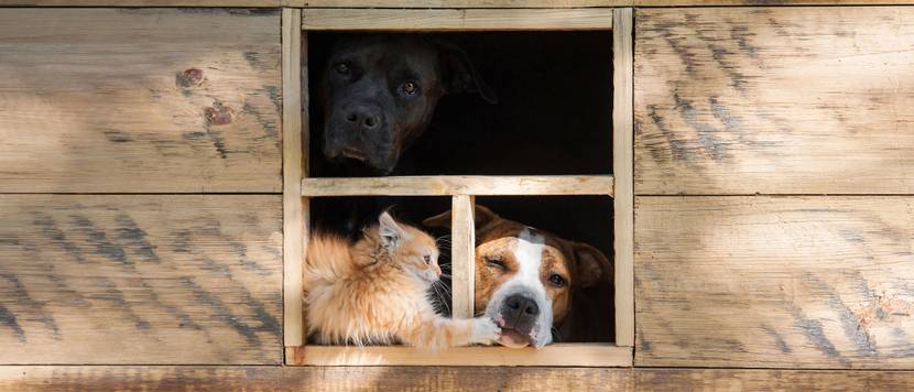 hundehütte test