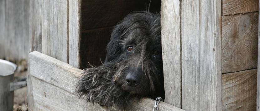 hund in der hundehütte