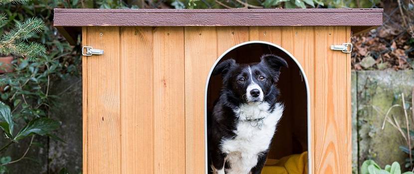 hundehuette-selber-bauen