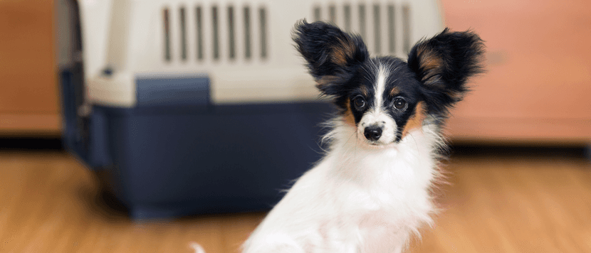 Hundekorb Test
