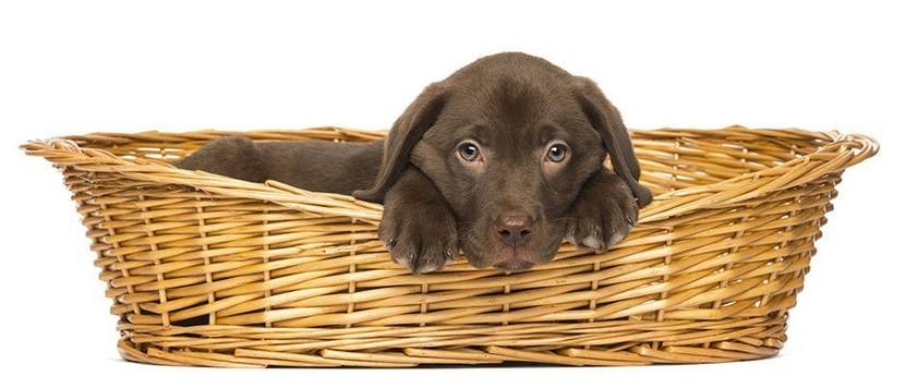 labrador-welpe-im-hundekorb