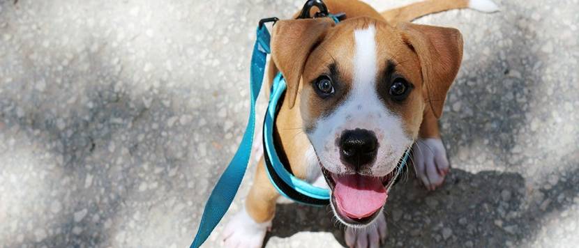 Smiling Young Pit Bull / American Staffordshire Terrier Puppy in