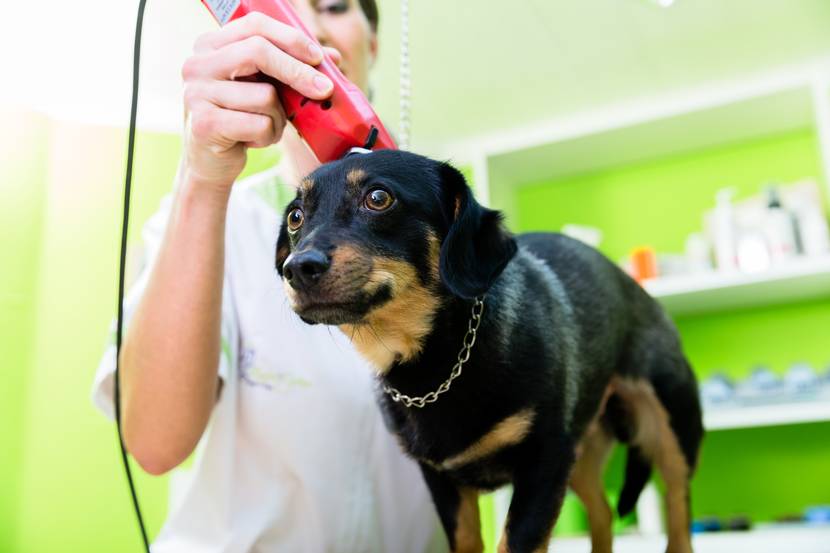 hundeschermaschine im einsatz