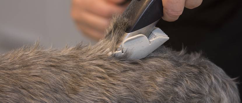 hundeschermaschine-test