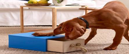 Hundespielzeug selber machen: Kreative DIY-Anleitung in 3 Schritten -  heimwerker.de