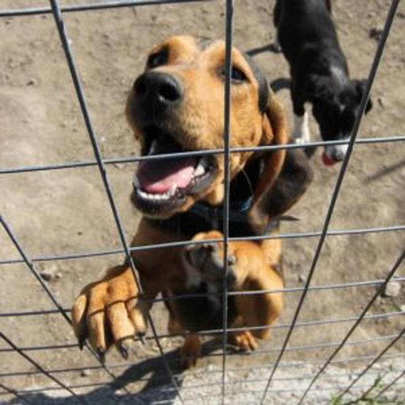 Kurzhaarige Hunde in einem Zwinger