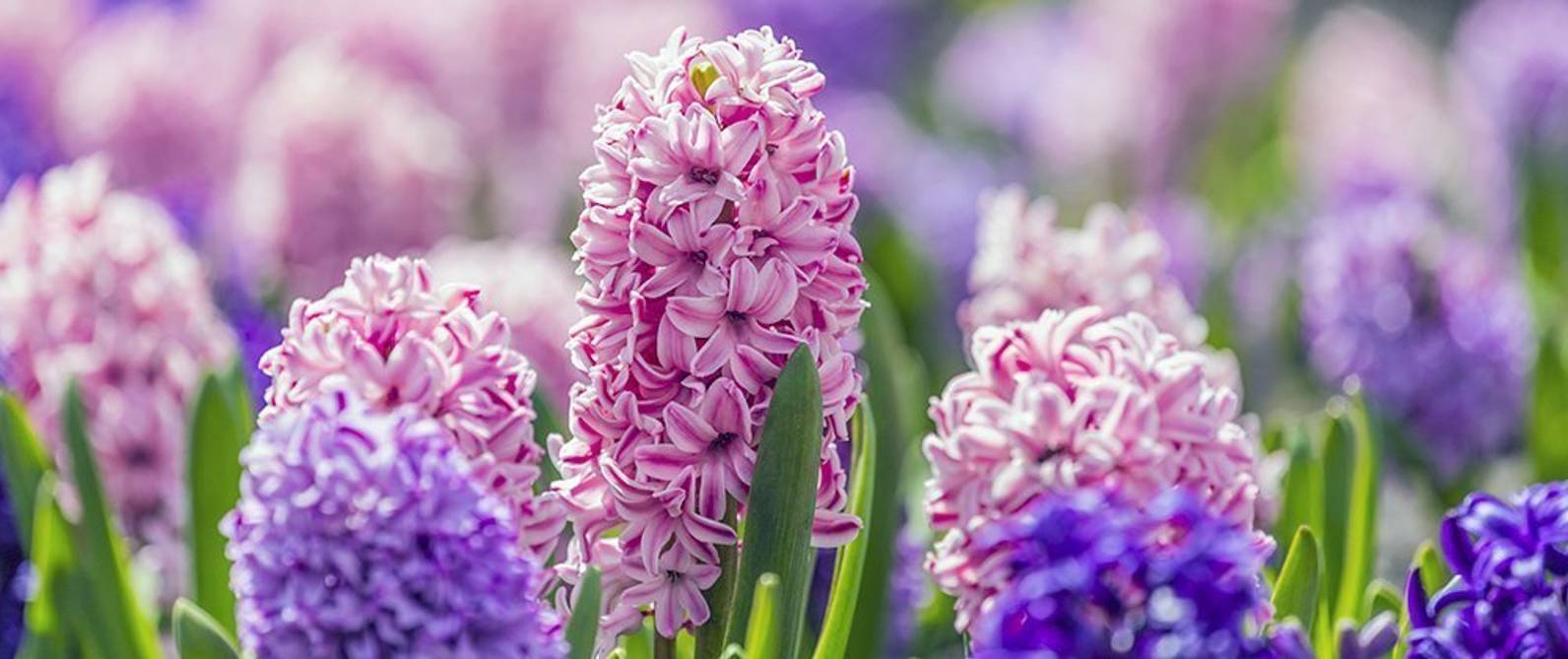 Hyazinthen im Garten pflanzen und pflegen 5 Tipps heimwerker.de