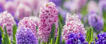 Hyazinthen im Garten pflanzen und pflegen: 5 Tipps - heimwerker.de