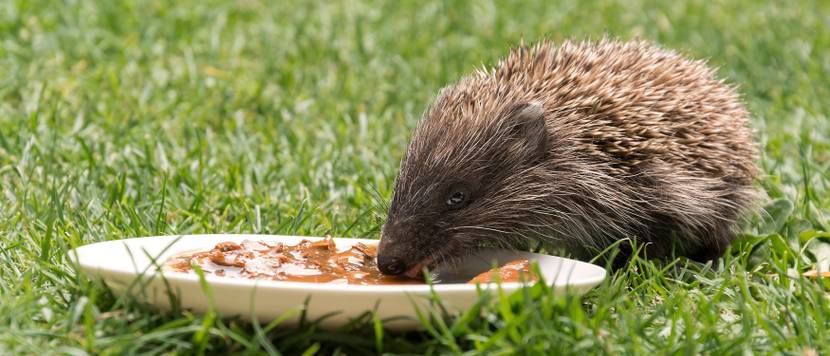 igel frisst katzenfutter vom teller