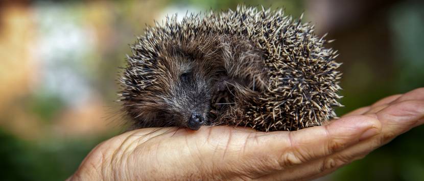 igel liegt auf der hand eines mannes