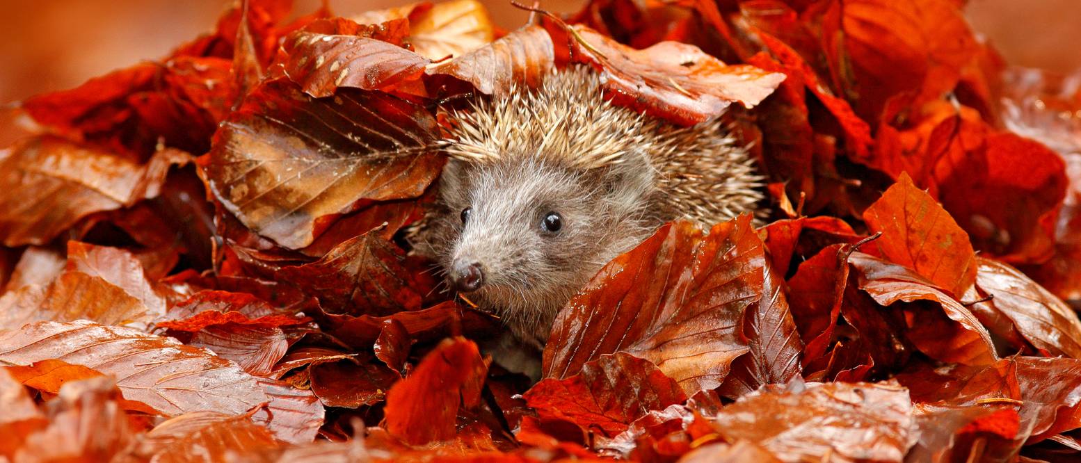 Igel im Garten 6 Tipps für ein artgerechtes Zuhause heimwerker.de