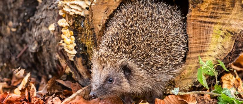 igel in hohlem holzstamm im herbst