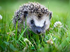 igelhaus-bauen-igel-im-gras