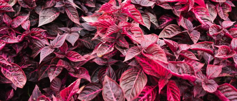 rote blaetter der iresine herbstii