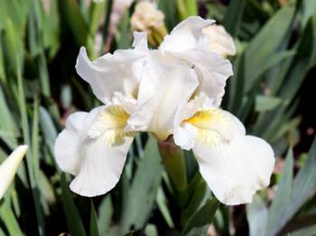 Iris pflanzen und pflegen: 5 Tipps fr Grtner - heimwerker.de