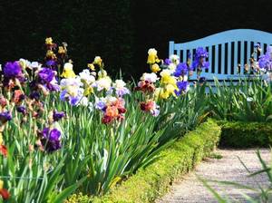 iris-pflanzen-pflegen