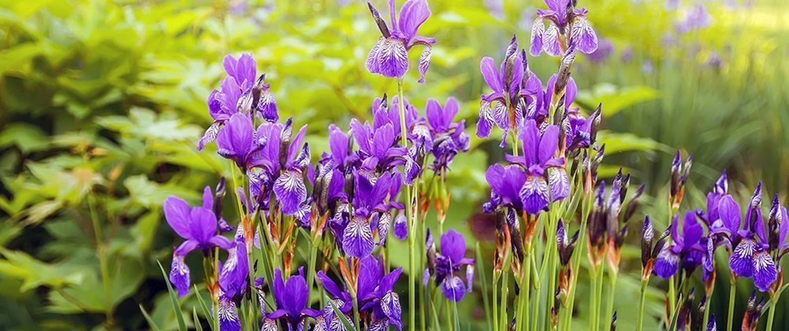 Iris pflanzen und pflegen 5 Tipps für Gärtner heimwerker.de