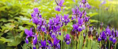 iris-pflanzen