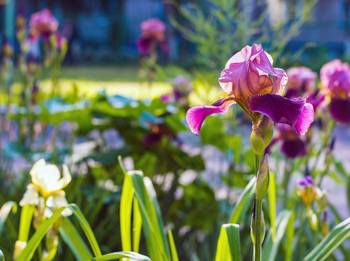 Iris pflanzen und pflegen: 5 Tipps fr Grtner - heimwerker.de