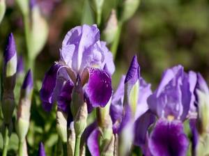 iris-ueberwintern