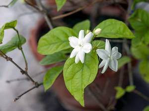 jasmin-im-topf-pflanzen