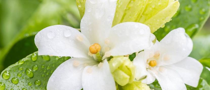 jasmin wassertropfen auf bluetenblaettern