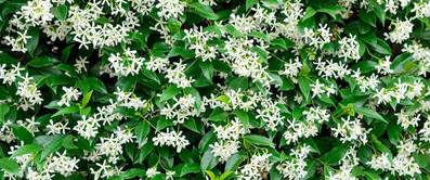 jasmin-pflanzen