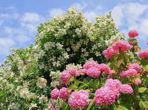 jasmin-pflege