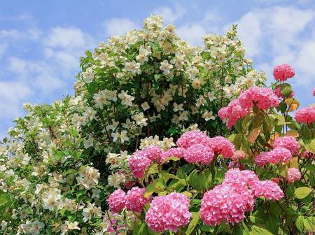 Jasmin pflanzen und pflegen: 7 Tipps fr den duftenden Sommerblher -  heimwerker.de