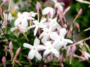 jasmin-standort