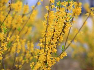 jasmin-winter
