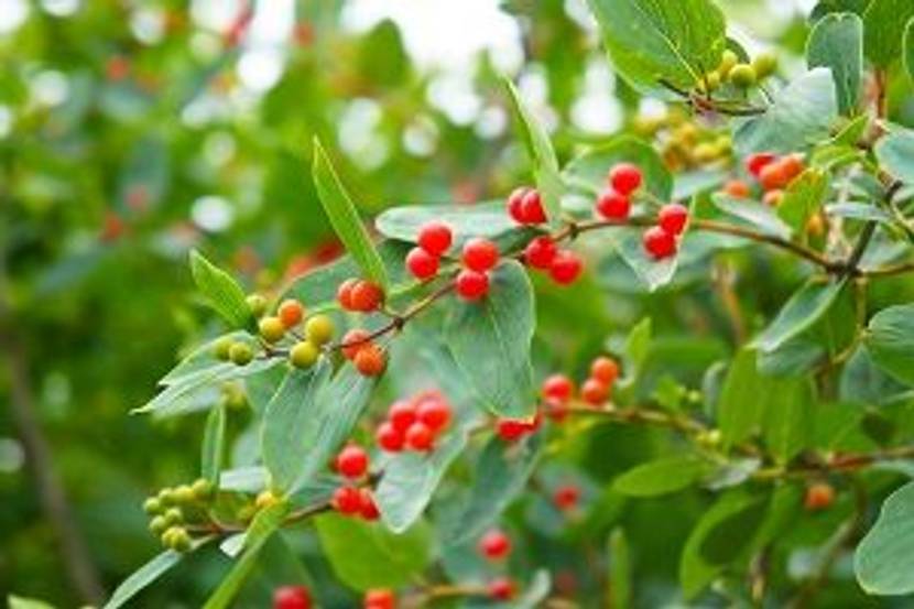 le-laenger-je-lieber mit beeren