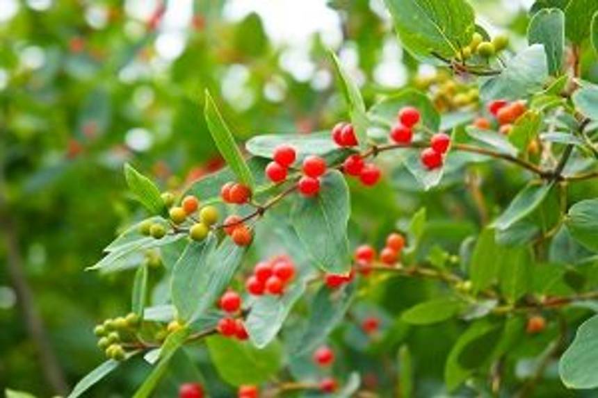 Pflanze Jelängerjelieber 3 Tipps für eine