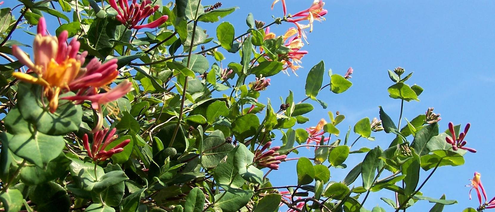 Pflanze Jelängerjelieber 3 Tipps für eine