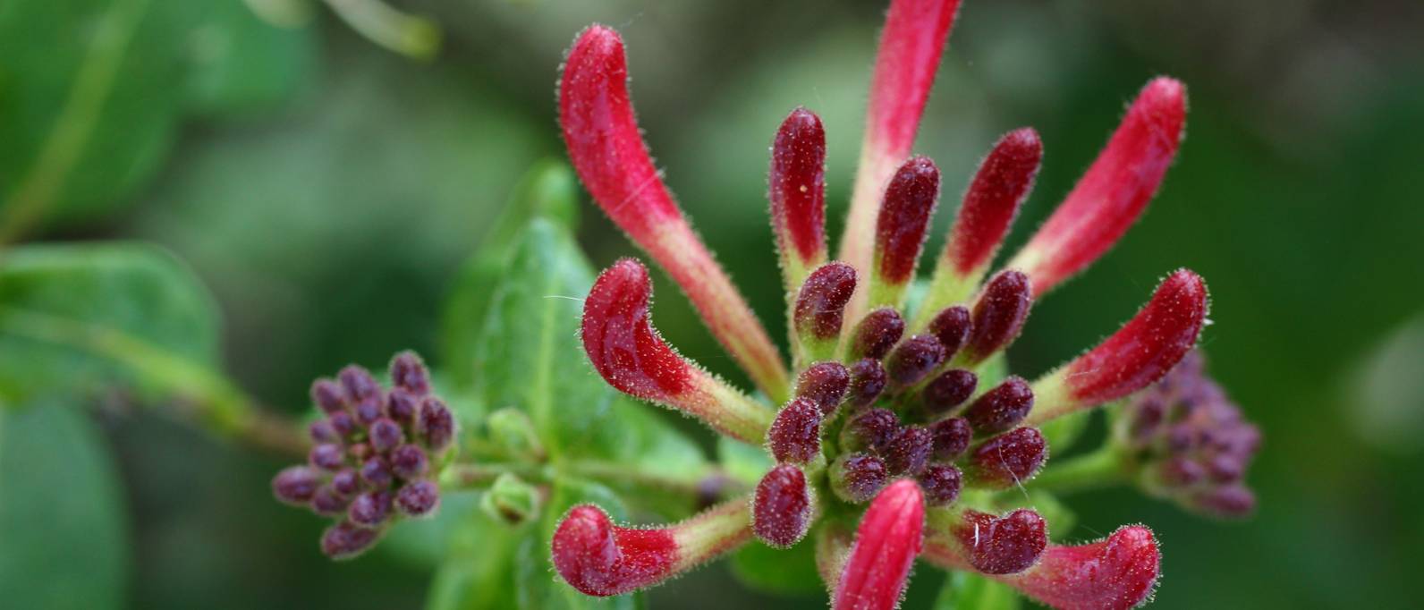 Pflanze Jelängerjelieber 3 Tipps für eine