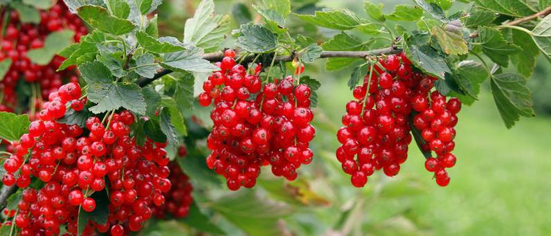 Johannisbeeren pflanzen 3 Tipps zur Pflege heimwerker.de