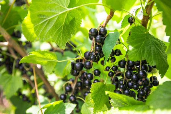 Johannisbeeren pflanzen 3 Tipps zur Pflege heimwerker.de