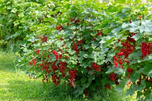 rote-johannisbeere-als-strauch