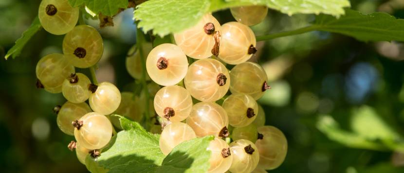 weisse-johannisbeere-fruechte