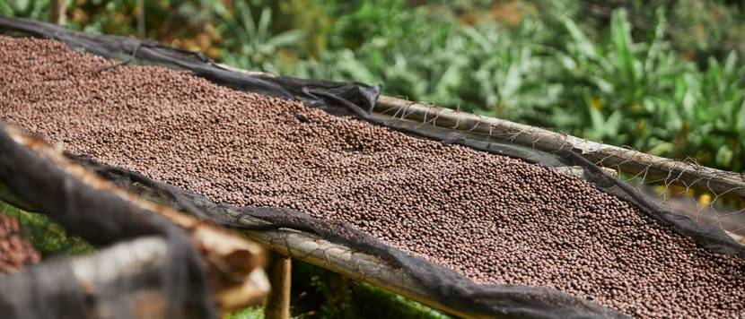 die kaffeepflanze wird in tropischen gebieten gepflanzt und geerntet