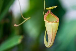 die kanne einer nepenthes